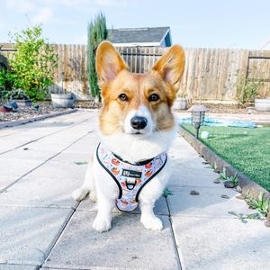 Harness, collar and leash set